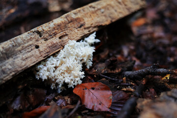 Cauliflower white fungus on the colorful autumn foliage