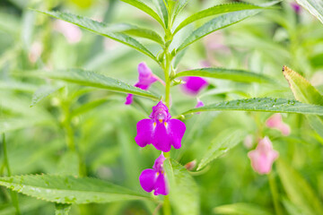 Beautiful flowers in Burma Impatiens balsamina, commonly known as balsam or garden balsam, are colorful.