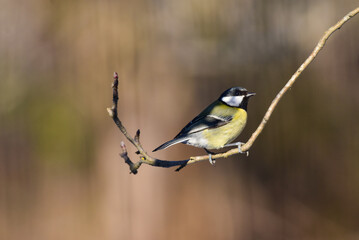 Great Tit, Parus Major Perched on a Tree Branch, Warm Blurred Background. Romania Wildlife in Natural Habitat. 