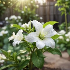 Fototapeta premium Macro shot of delicate white flower on pepper plant in backyard garden bed, botany, agriculture, gardening