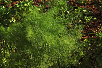 fluffy curly young dill in the garden