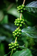 green raw Arabica coffee on coffee Plant in the big forest, at chiang mai thailand, in the rain season, 100% organic coffee that awakens with the forest and nature.