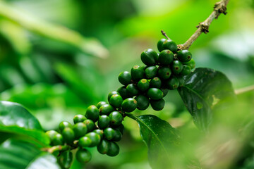 green raw Arabica coffee on coffee Plant in the big forest, at chiang mai thailand, in the rain season, 100% organic coffee that awakens with the forest and nature.