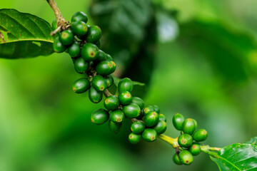 green raw Arabica coffee on coffee Plant in the big forest, at chiang mai thailand, in the rain season, 100% organic coffee that awakens with the forest and nature.
