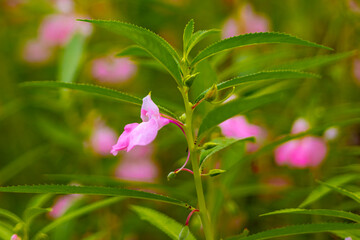 Beautiful flowers in Burma Impatiens balsamina, commonly known as balsam or garden balsam, are...