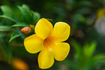 The yellow bell flower in Burma, Allamanda cathartica or Golden Trumpet Flower, is a beautiful golden yellow flower with bright green leaves.