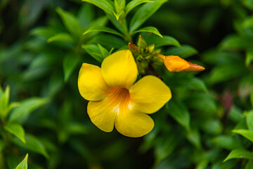 The yellow bell flower in Burma, Allamanda cathartica or Golden Trumpet Flower, is a beautiful golden yellow flower with bright green leaves.