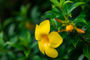 The yellow bell flower in Burma, Allamanda cathartica or Golden Trumpet Flower, is a beautiful golden yellow flower with bright green leaves.