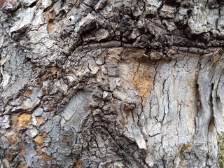 プラタナスの幹 (クローズアップ)	