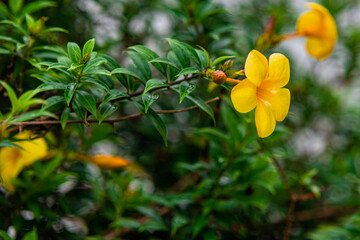 The yellow bell flower in Burma, Allamanda cathartica or Golden Trumpet Flower, is a beautiful golden yellow flower with bright green leaves.