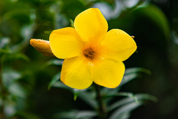 Obraz premium The yellow bell flower in Burma, Allamanda cathartica or Golden Trumpet Flower, is a beautiful golden yellow flower with bright green leaves.