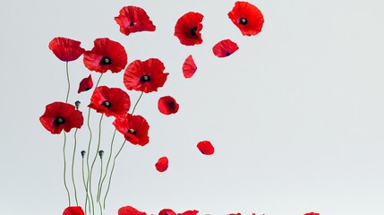 Bouquet of red poppies is flying through the air