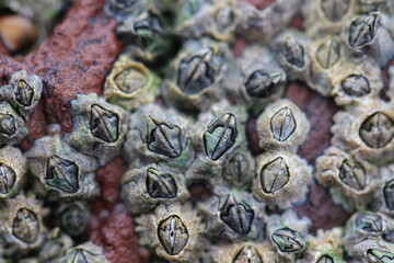 Close-up of clustered barnacles with visible shell openings and textured calcareous plates