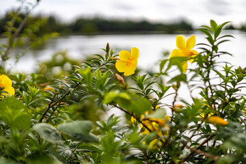 The yellow bell flower in Burma, Allamanda cathartica or Golden Trumpet Flower, is a beautiful golden yellow flower with bright green leaves.