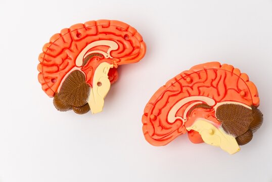 Human brain Anatomical Model, medical concept image