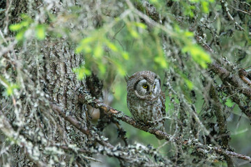 A cute Boreal owl perched in the middle of Spruce branches and looking around in an old-growth forest in Riisitunturi National Park, Northern Finland	