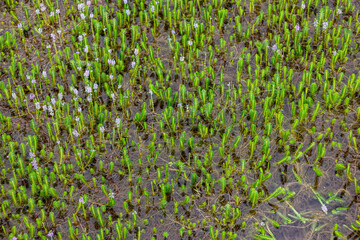 Myriophyllum aquaticum or parrotfeather watermilfoil in Burma has beautiful pink and purple flowers.