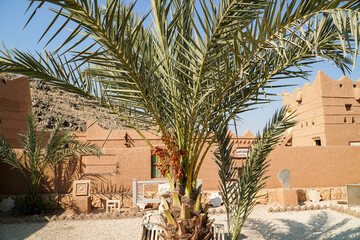 A date palm tree stands gracefully in front of traditional Middle Eastern architecture, creating a...