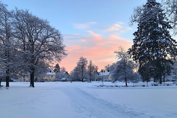 Fototapeta premium A snowy landscape with tall, snow-covered pine trees