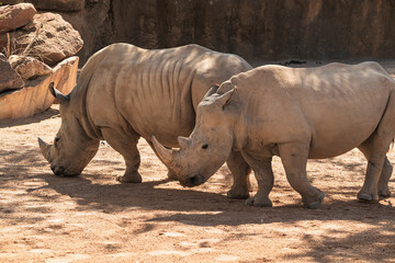 Obraz premium .photographs of African rhinos in nature