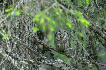 A cute Boreal owl perched in the middle of Spruce branches and looking around in an old-growth...