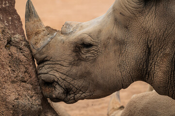 .photographs of African rhinos in nature