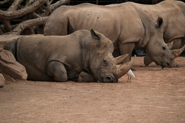 Obraz premium .photographs of African rhinos in nature
