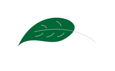 a large green leaf on a white background