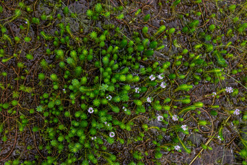 Myriophyllum aquaticum or parrotfeather watermilfoil in Burma has beautiful pink and purple flowers.
