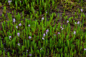 Myriophyllum aquaticum or parrotfeather watermilfoil in Burma has beautiful pink and purple flowers.