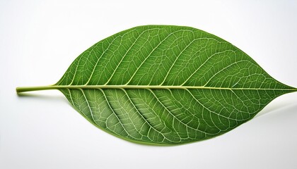 Obraz premium green leaf isolated on white