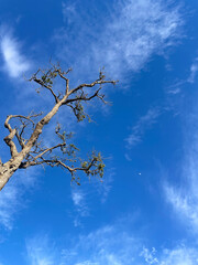 tree and sky