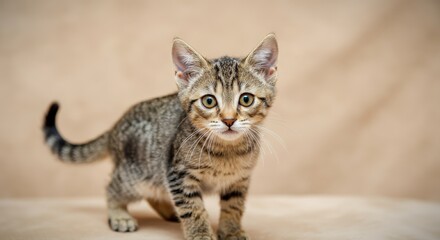 Obraz premium Adorable tabby kitten with curious expression on neutral background