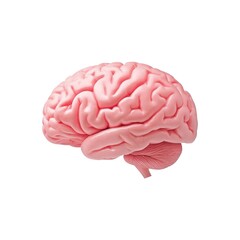 Pink Human Brain Model, Detailed Anatomy for Medical Education, Isolated on White Background Cutout