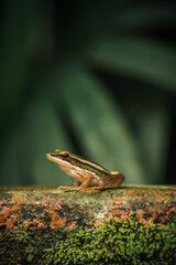 nature stillness of a green paddy frog sitting quietly