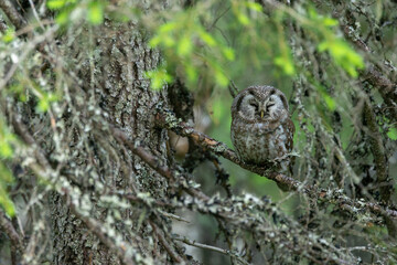 A cute Boreal owl perched in the middle of Spruce branches and looking around in an old-growth forest in Riisitunturi National Park, Northern Finland	