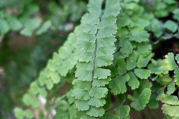 Fern leaf plant, macro shot photo.