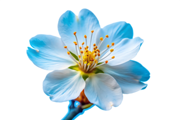 Blue sakura, cherry blossom flower isolated on white background as transparent. PNG. AI GENERATED