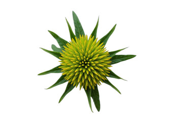 Overhead of green spiky flowers or seed heads