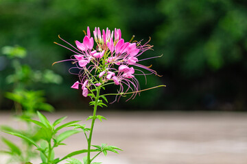 Cleome or Cleome spinosa or Spider Flower is a deep pink flower mixed with purple and white with bright green leaves. It is a very beautiful flower. Photographed in high resolution in Myanmar.