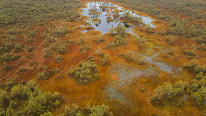 .landscape of swamp, lake and forest from drone