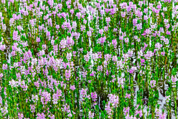 Myriophyllum aquaticum or parrotfeather watermilfoil in Burma has beautiful pink and purple flowers.