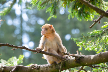 Barbary macaque ape sitting on a tree, rhesus monkey, wildlife, habitat jungle, young baby animal