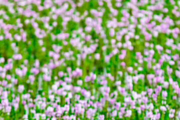 Myriophyllum aquaticum or parrotfeather watermilfoil in Burma has beautiful pink and purple flowers.