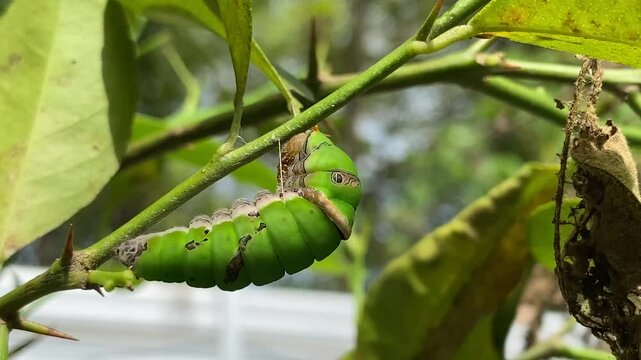 Lime butterfly caterpillar (Papilio demoleus) transform into a chrysalis or pupa sticks to a tree trunk or bush. The initial stage of insect life is in the form of butterfly or moth larvae.