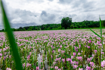 Myriophyllum aquaticum or parrotfeather watermilfoil in Burma has beautiful pink and purple flowers.