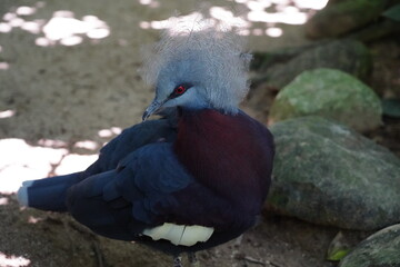 The Victoria Crowned Pigeon (Goura victoria) is a strikingly beautiful and large pigeon species named in honor of Queen Victoria. It is native to the lowland and swamp forests of New Guinea and nearby