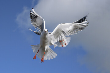 Black headed Gull, Larus ridibundus, winter plumage adult birds in flight
