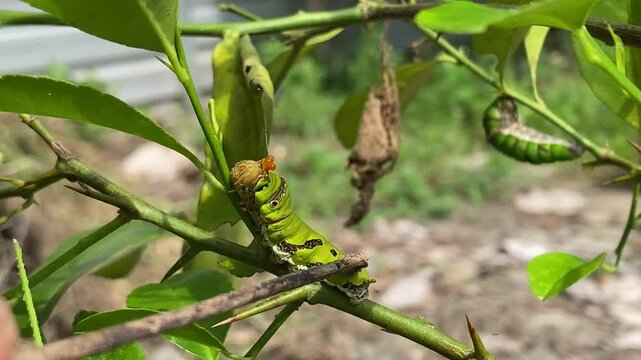 The defense organ of a lime caterpillar is called an osmeterium. When the caterpillar feels threatened, this organ releases a pungent-smelling fluid that predators find unpleasant.