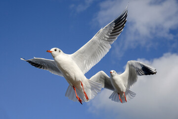 Black headed Gull, Larus ridibundus, winter plumage adult birds in flight